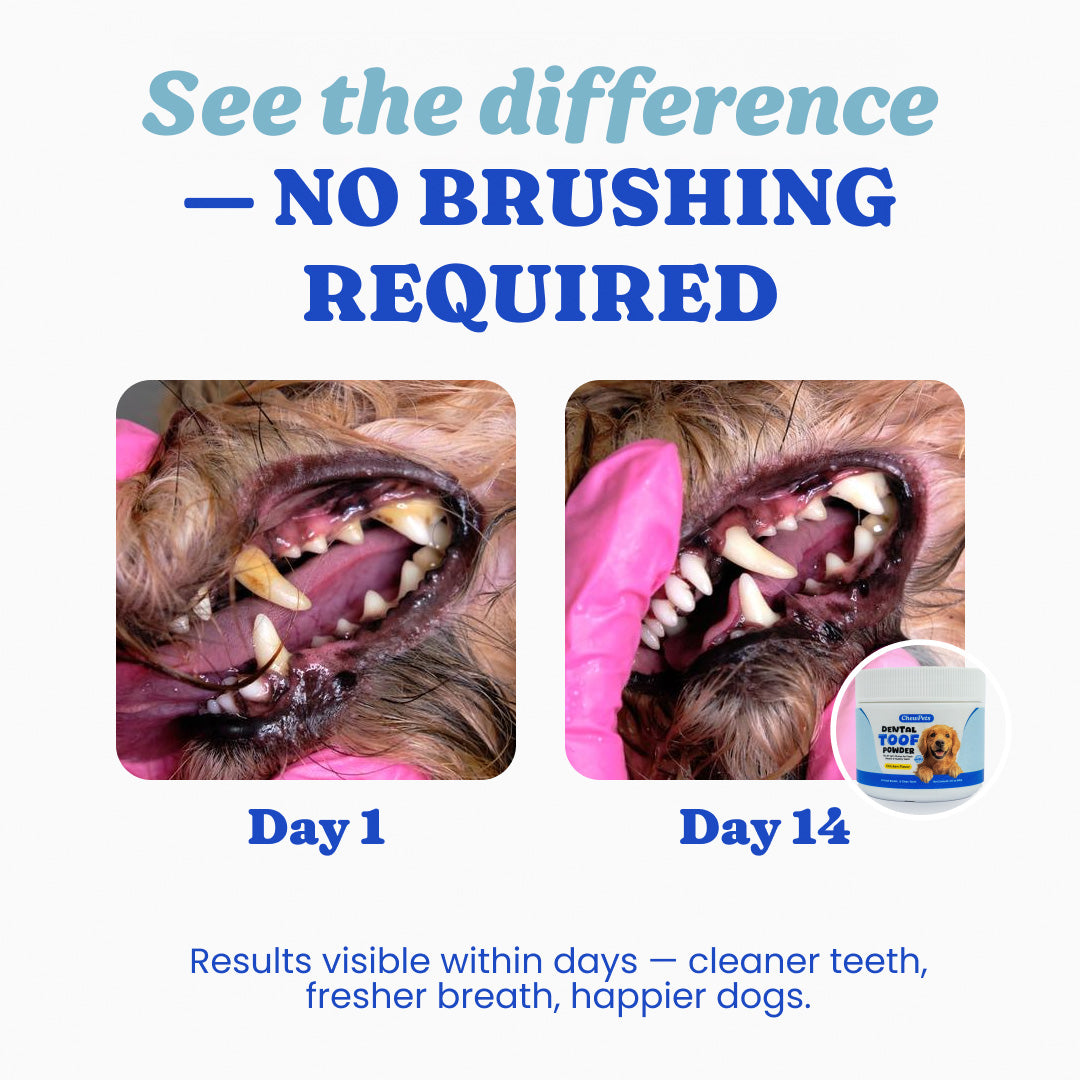 Dental Toof Powder™