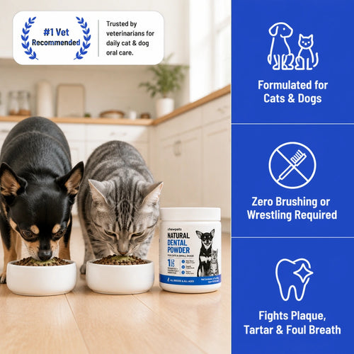 Natural Dental Powder - Easy Dental Care